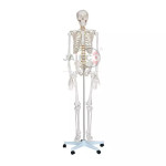 Human Skeleton Tall 180 cm